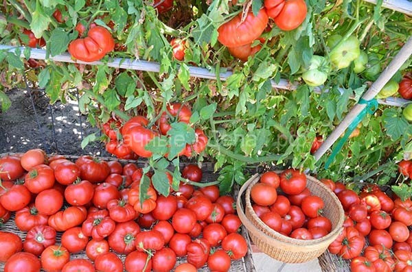 Почему у томатов могут скручиваться листья