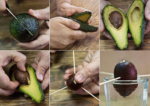 Авокадо – уход за растением, выращенным из косточки дома