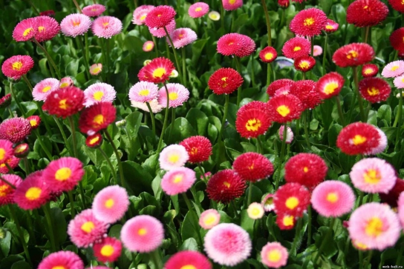 Цветочные культуры – какие цветы сеять на рассаду в феврале