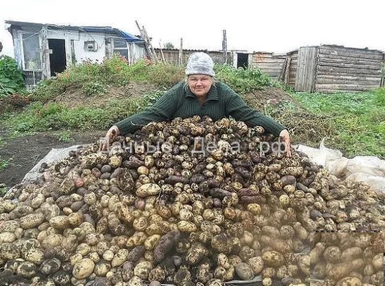 Хотите получать большой урожай картофеля? Чесночная болтушка вам в помощь