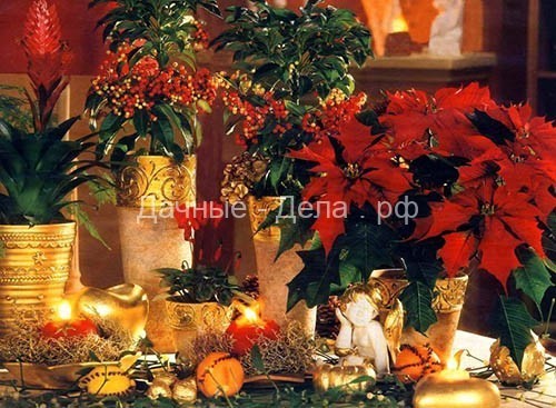 Пуансеттия или цветок Рождественская звезда
