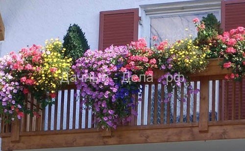 Какие цветы подходят для балкона?