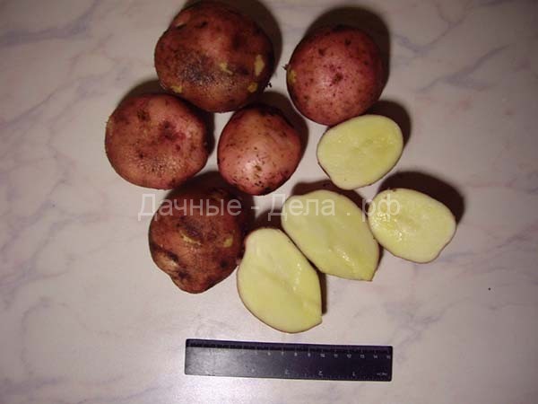 Красные сорта картофеля