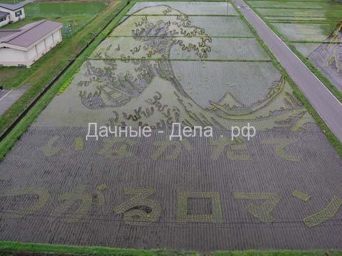 Японские фермеры выращивают особые сорта риса для создания красочных рисунков на полях