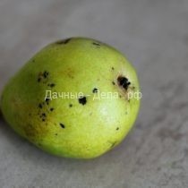 Почему гниют яблоки и груши при хранении