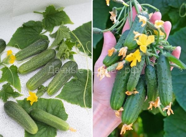 Какие овощи можно вырастить на подоконнике