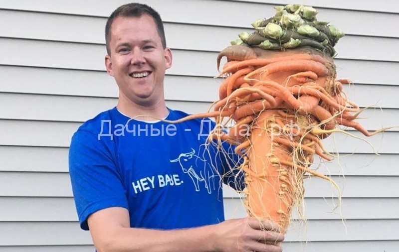 Морковь − рекордсменка