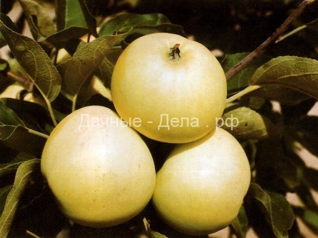 Фотографии лучших сортов яблок с названием и описанием