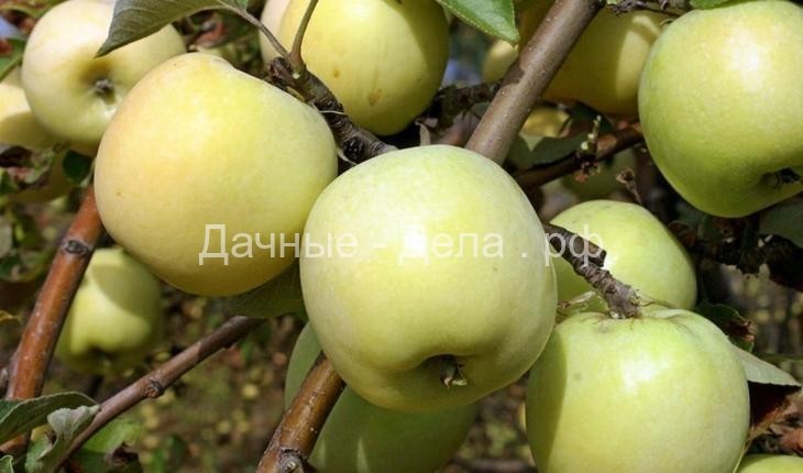 Фотографии лучших сортов яблок с названием и описанием