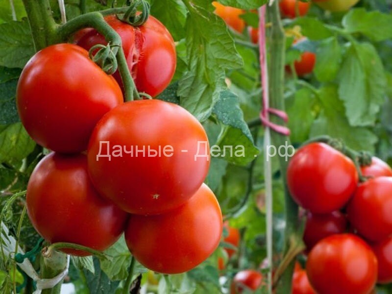 Самые вкусные и урожайные сорта томатов.