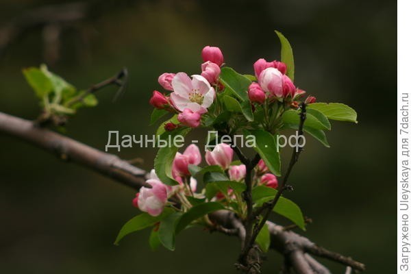 Декоративные яблони: виды, особенности выращивания, размещение на даче
