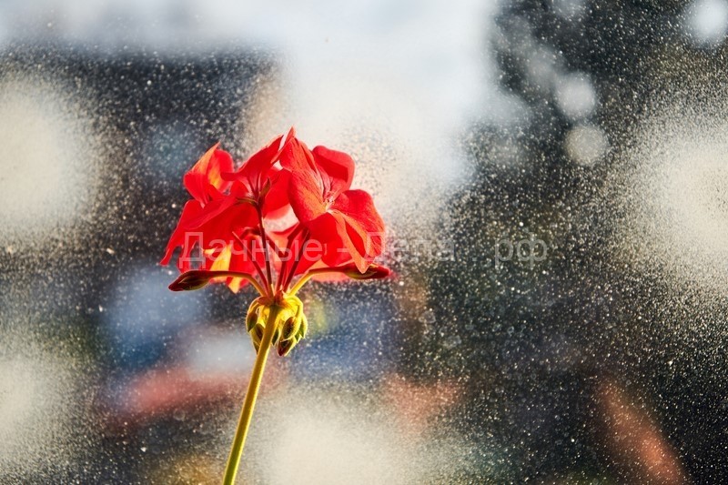 Как обеспечить пышное цветение герани и что делать с цветком зимой