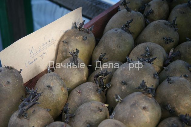 Реально ли вырастить тонну картофеля с сотки?