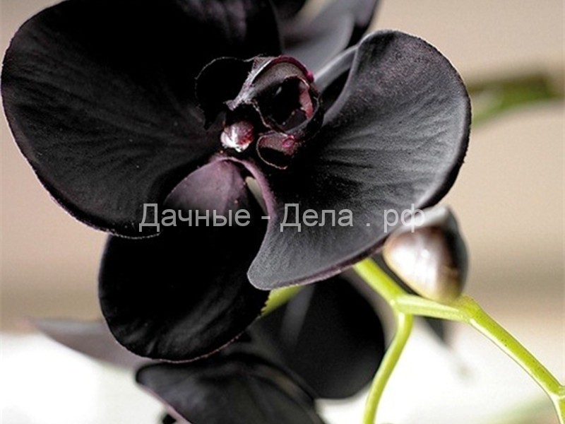 В Москве распустилась самая чёрная орхидея