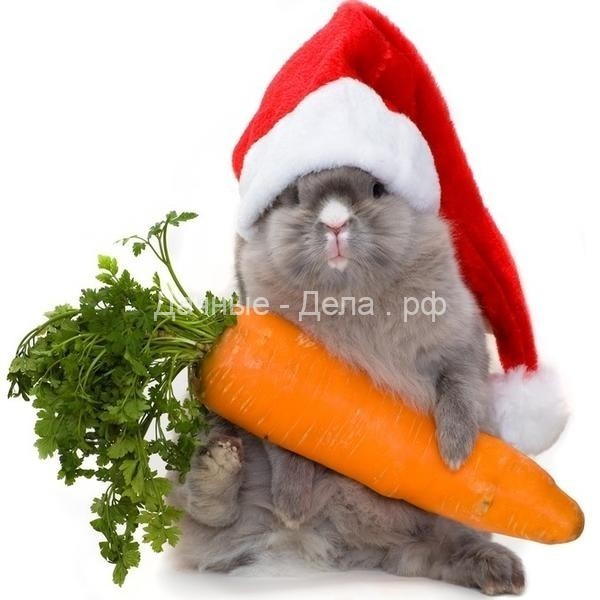Все секреты и уловки заготовок из морковки