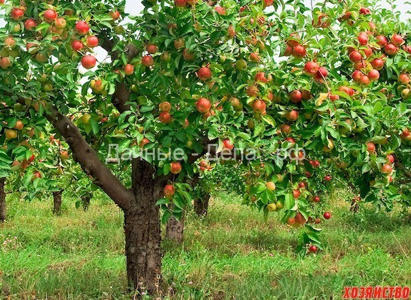 Чтобы яблоня не старела - Дачно-огородные радости - медиаплатформа МирТесен