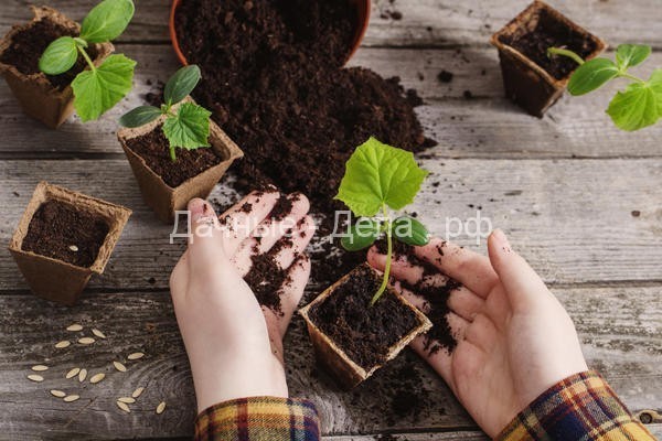 Как вырастить огурцы на подоконнике: ваши действия от посева до сбора урожая