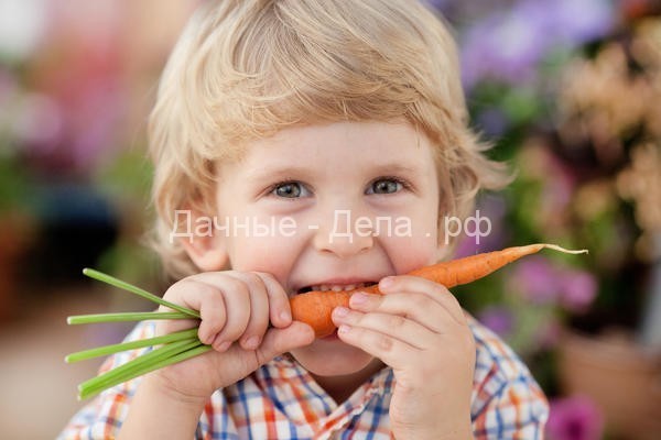 Разноцветные чудеса: необычные сорта моркови и свеклы