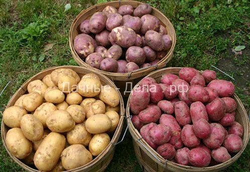 Популярные сорта картофеля