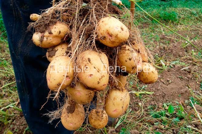 Особенности посадки картофеля по голландской технологии