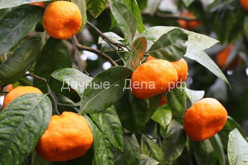 Советы предков. Как вырастить карликовое апельсиновое дерево?
