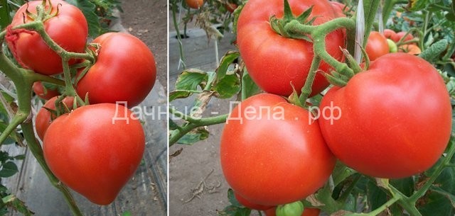 Какие томаты самые вкусные и сладкие?