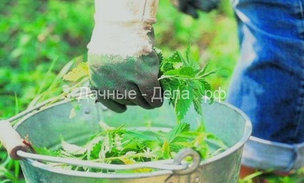 Как приготовить удобрение из крапивы для подкормки растений