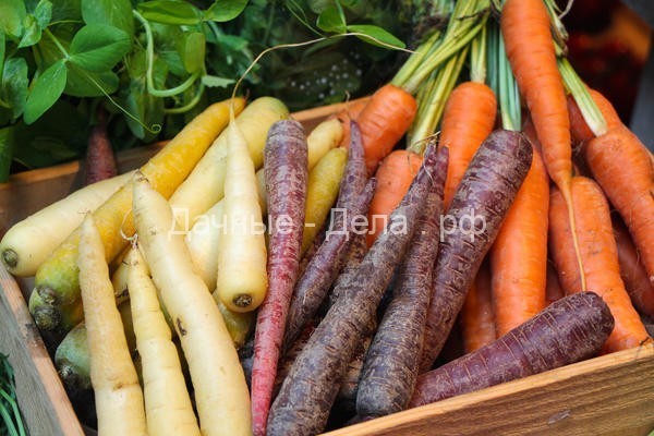 Разноцветные чудеса: необычные сорта моркови и свеклы