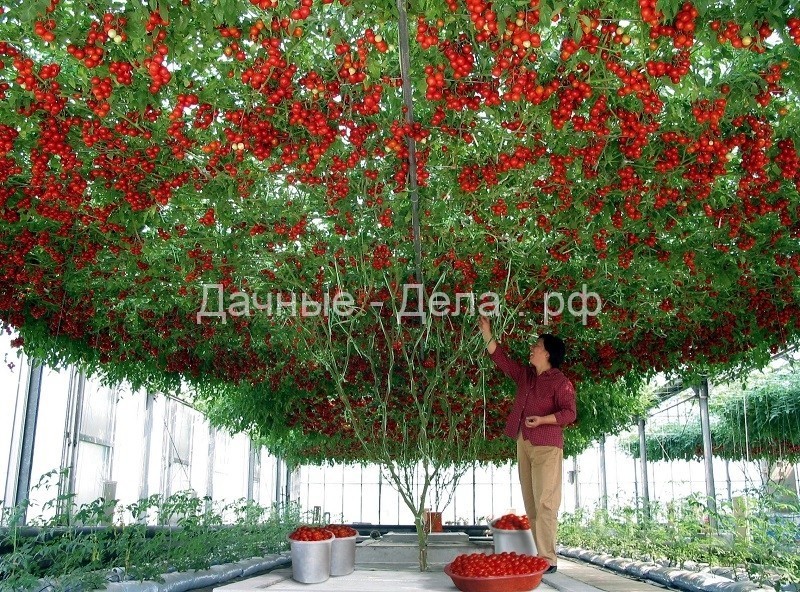 Томатное дерево: 14 тысяч помидоров с «кустика» - Огород, сад, балкон - медиаплатформа МирТесен