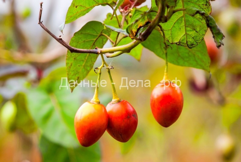 Как самостоятельно вырастить томатное дерево тамарилло - Огород, сад, балкон - медиаплатформа МирТесен