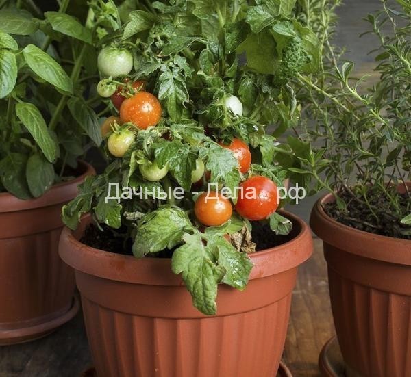 Чем подкармливать и обрабатывать томаты, перцы и баклажаны на подоконнике