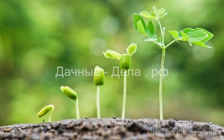 13 легких способов ускорить прорастание семян
