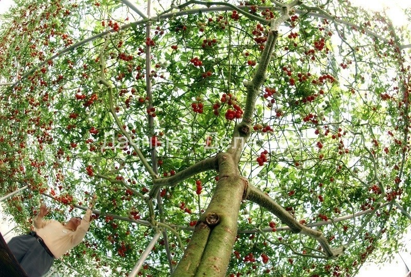 Томатное дерево: 14 тысяч помидоров с «кустика» - Огород, сад, балкон - медиаплатформа МирТесен