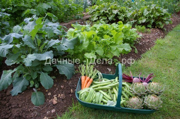 Чередование овощных культур на огороде - Огород, сад, балкон - медиаплатформа МирТесен