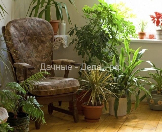 8 самых тенелюбивых комнатных растений - Огород, сад, балкон - медиаплатформа МирТесен