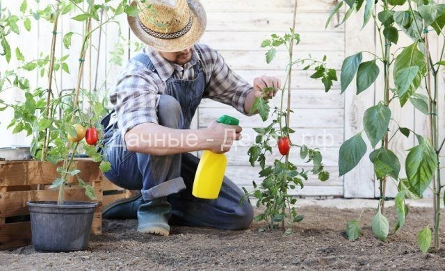 Чем подкормить помидоры во время плодоношения?