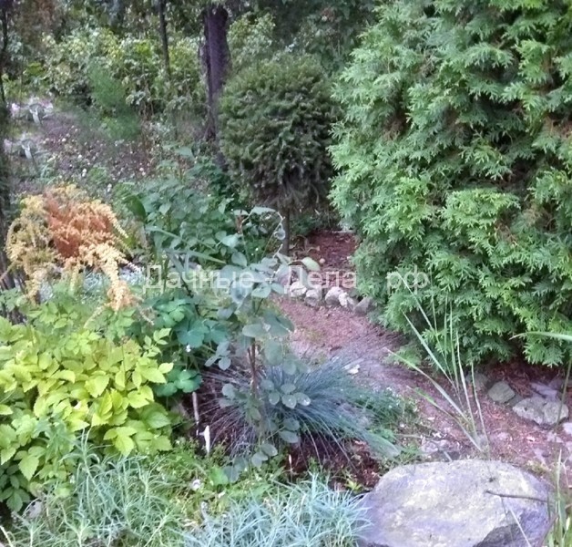 Самые простые злаки, которые делают сад незабываемым - Огород, сад, балкон - медиаплатформа МирТесен