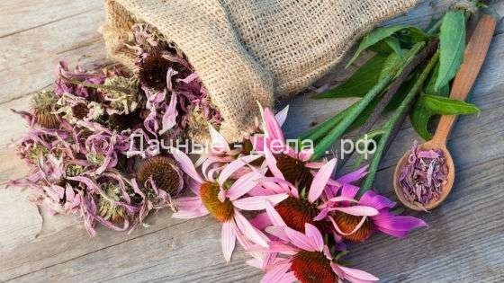 Эхинацея пурпурная: выращивание, использование, полезные свойства