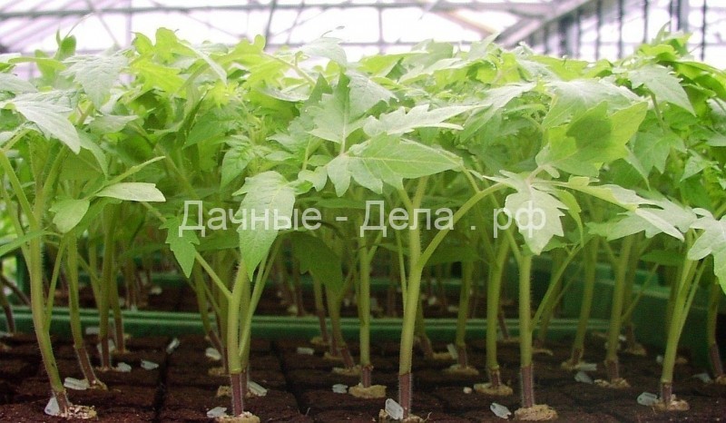 11 «нельзя» при выращивании рассады томатов - Наша дача - медиаплатформа МирТесен