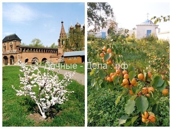 Абрикосы в монастырских садах, или Как вырастить абрикос в Подмосковье