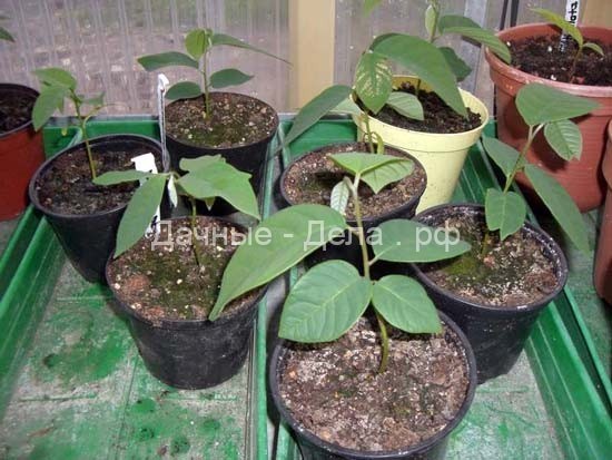 Выращивание тропических растений из семян в домашних условиях