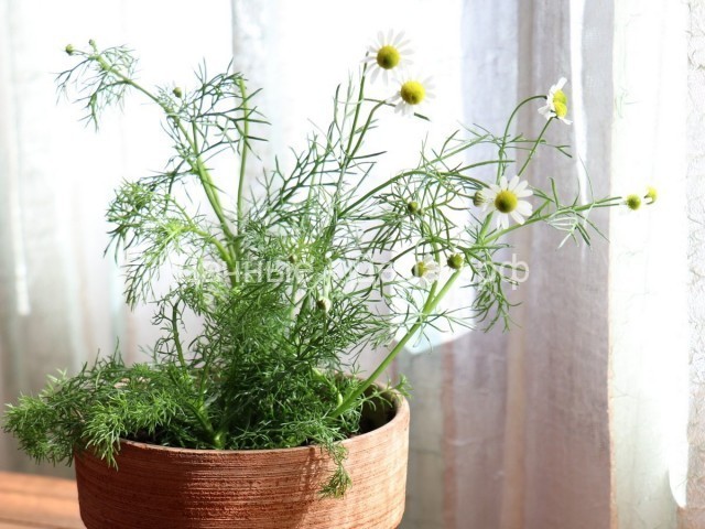 9 лекарственных растений, которые нужно выращивать дома зимой - Огород, сад, балкон - медиаплатформа МирТесен