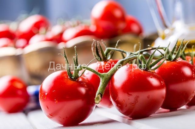 Что такое пикировка томатов и когда её нужно делать?