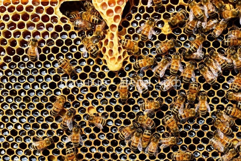 Как оборудовать улей в саду и можно ли вообще разводить пчел на даче?
