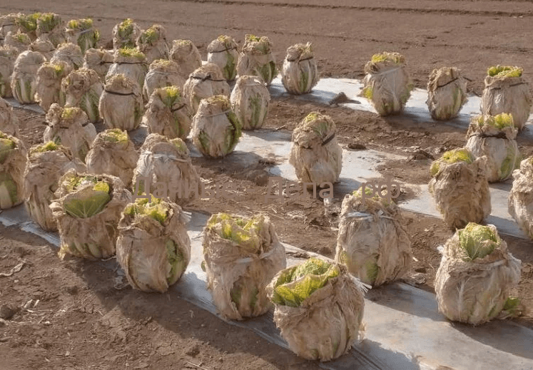 Японский фермер обнаружил на своем поле десятки «яиц инопланетян»