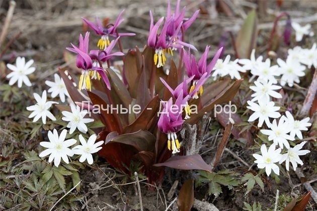 Эритрониум: раннее цветение на альпийской горке