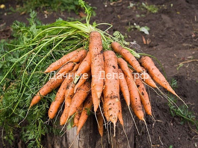 Морковка не пропадет... потому что сладкая