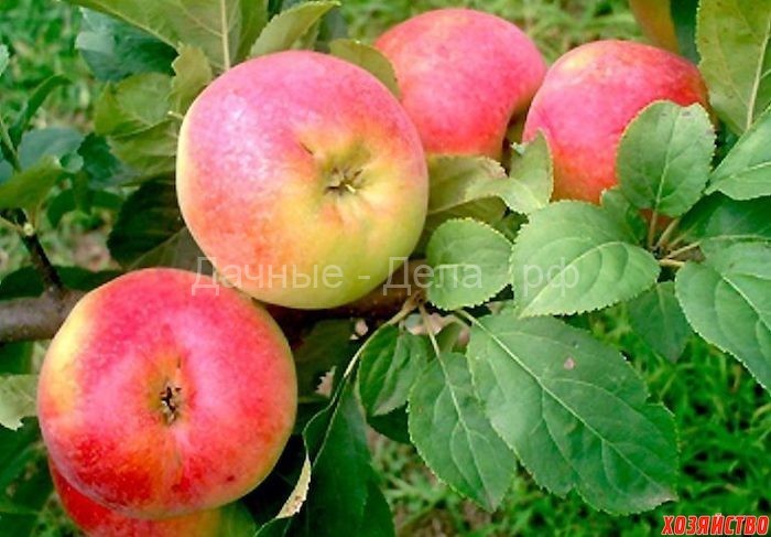 7 самых зимостойких сортов яблок