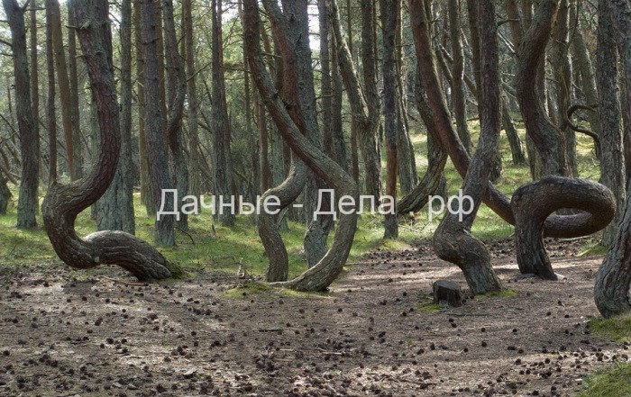 Танцующий Лес на Куршской косе: Какую тайну хранят пляшущие деревья этого аномального места?