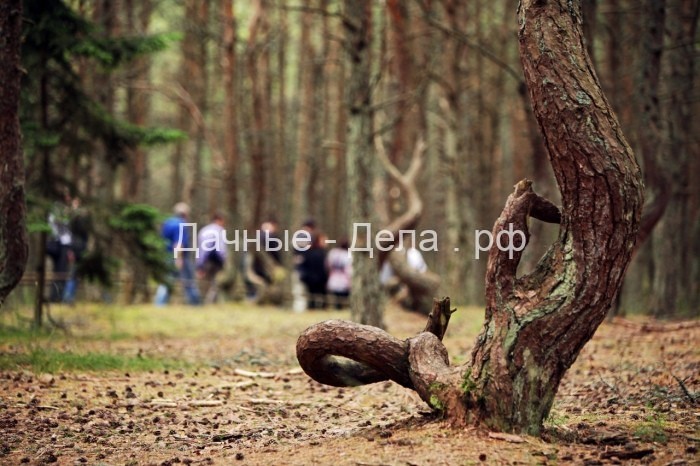 Танцующий Лес на Куршской косе: Какую тайну хранят пляшущие деревья этого аномального места?